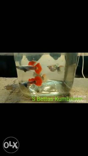 Dumbo Ear Platinum Red Guppies breeding pairs for