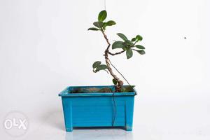 Ficus bonsai 6yrs old live plant - actual picture