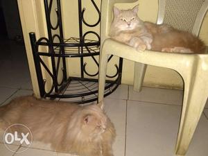 Persian cats couple. 18 months old.