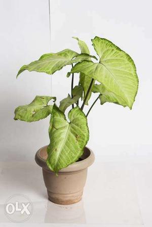 Syngonium live plant with planter - Actual Images