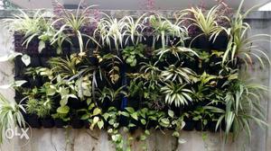 Vertical Garden 80 Plants + pots