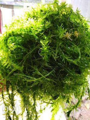 Whole box of hydrilla wholesa