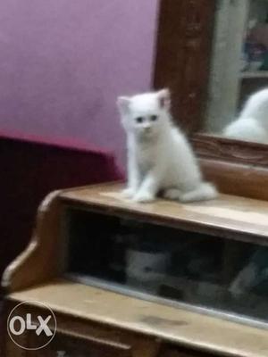 White 2 kittens 1month 20 days..urgent sale