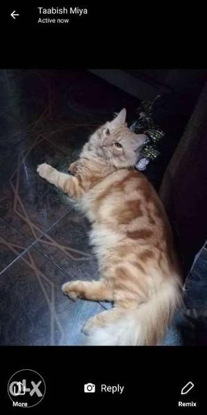 1 year 2 month {male} orange tabby cat