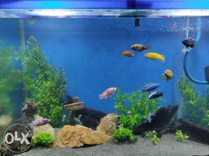 10 Colourful African Cichlids blue yellow red