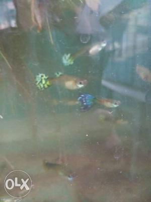 10 rs each for all varities of guppies fishes at