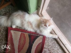 10months pure persian male cat