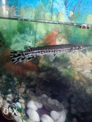 13 inches aligater fish(ghar) for sale
