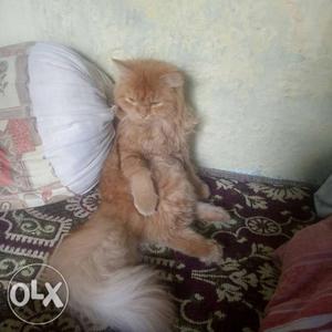 15 days of pregnant semi doll face Persian cat