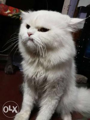 1year old healthy persian male only for mating