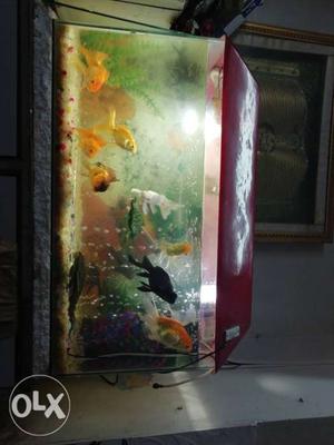 2.5 ft aquarium with red cap.. Only intrested