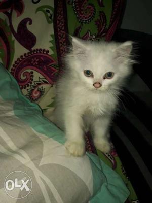 2 month male Persian cat. urgent sale.