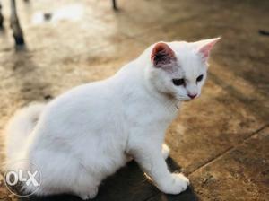 2 persiain cats dol face for sale 1 male and 1