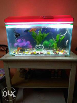 2×1×1 feet aquarium with top cover No fish and