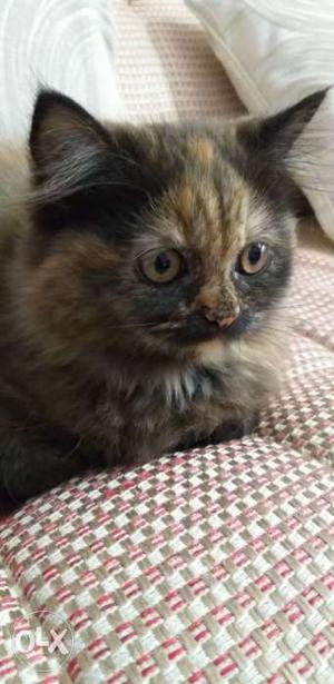 3 months aged semi punch face Persian cat FEMALE