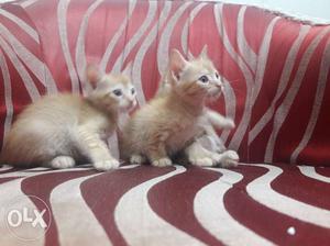 3 playfull female kittens for giveaway to loving