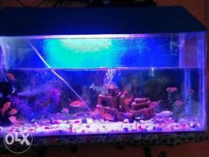 3ft aquarium very good condition and all fish