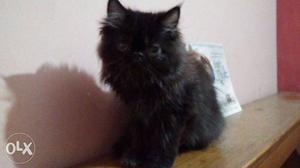 4mnth old punch face Persian cat only  with