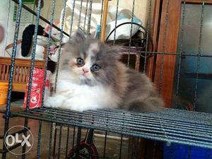 55 days Persian kitten sale cash on delivery