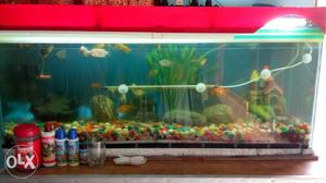 5feet Aquarium with 40+ fishes and all accessories of the