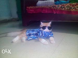 6 months Iran cat for sale