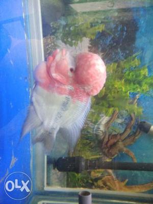 8 inches flowerhorn fish with sobo aquarium 3.5 feet fully