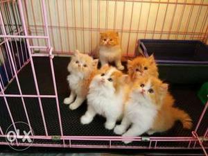 All colour Persian cat kitten available