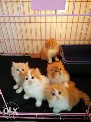 All colour Persian kitten for sale cash on