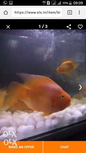 All ornamental fish accessories starting from 2