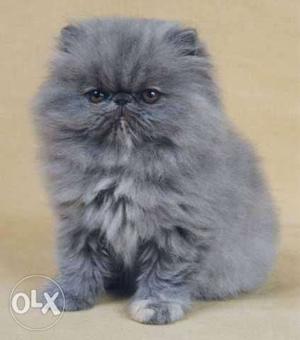 All ower india kitten for sale in CASH ON DELIVERY