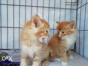 All type ooty cat available Toilet training full
