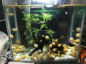 Apple snails one pair 40rs, 3 pairs 100rs
