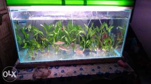 Aquarium 3ft with green cover