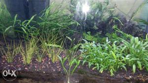 Aquarium Plants for sale