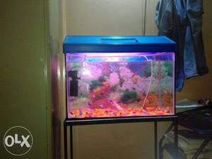 Aquarium and stand with fish (good quality)