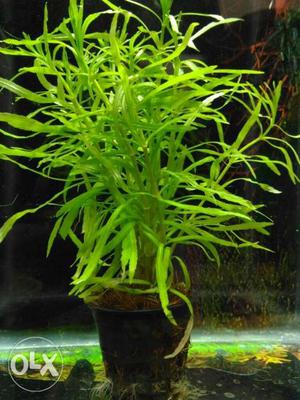 Aquarium live plants available (all varieties) 50.Rs/pot
