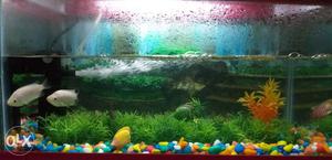 Aquarium tank with no leaks and best quality with stones and