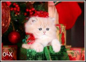 BIG eyes pure persian kitten for sale in all CASH ON