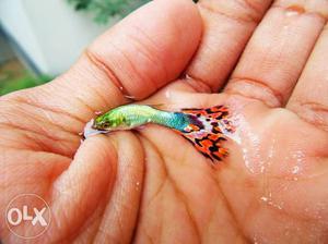 Best quality guppy Rs.180 for pair