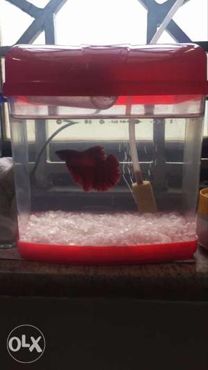 Betta fish aquarium for sale