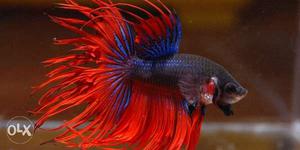 Betta fish crowntail