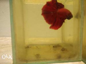 Betta fish imported breeding pair full red