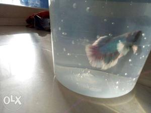 Big Ear good quality multi coloured betta fish