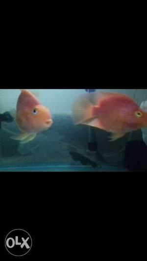 Big size pair red colour parot fish for sale.