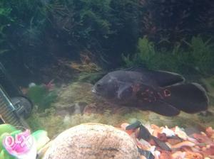 Black And Brown Fish With Fish Tank