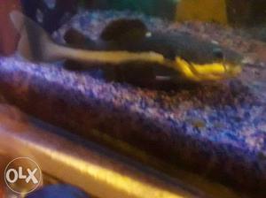 Black And Brown Wooden Fish Tank