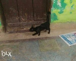 Black Cat In Dadri