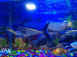 Black shark fish size 2 to 2.5ft in big n healthy