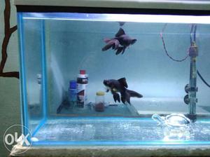 Blackmore goldfish. Almost 3. 5 inch. Good size.