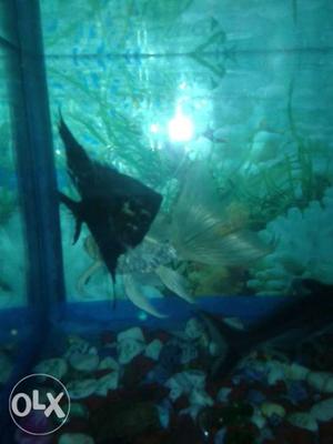 Blue And Green Fish With Fish Tank